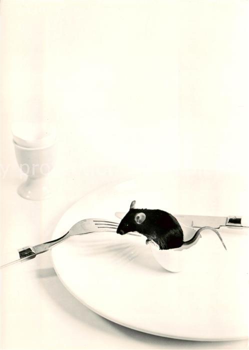 Maeuse foto Loet de Groot