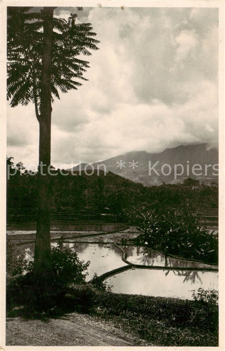 Preanger Parahyangan Indonesia Rijksvelden