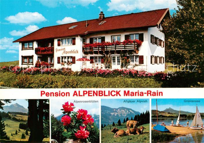 Maria Rain Allgaeu Pension Alpenblick Alpenrosenblueten Allgaeuer Alpvieh Gruent