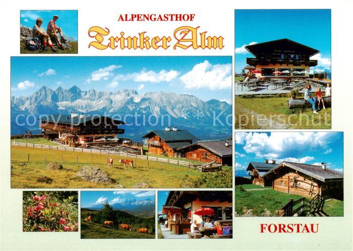 Forstau AT Alpengasthof Trinker Alm Alpvieh Alpenpanorama