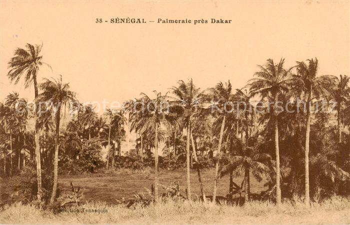 Dakar Palmen bei Dakar