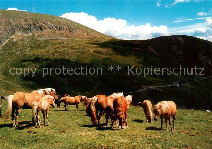 Hafling Avelengo-Falzeben IT Haflinger Pferde auf der Weide
