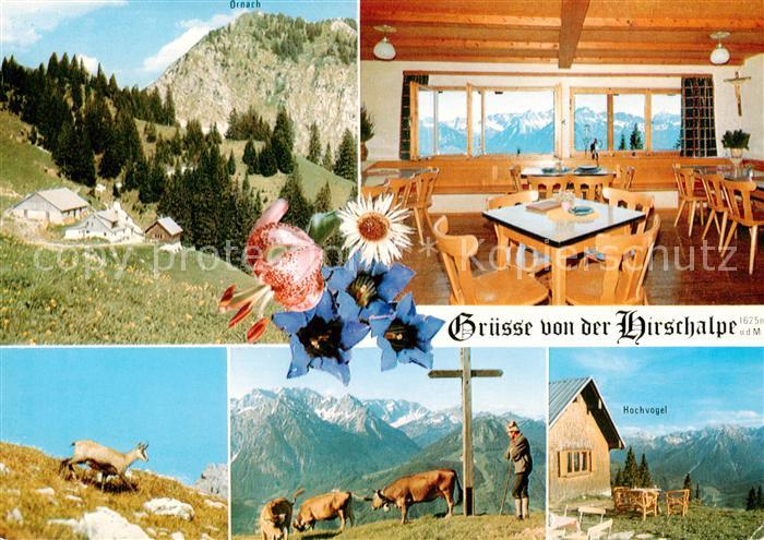 Oberjoch Hirschalpe Berggasthof Almvieh Gipfelkreuz Allgaeuer Alpen