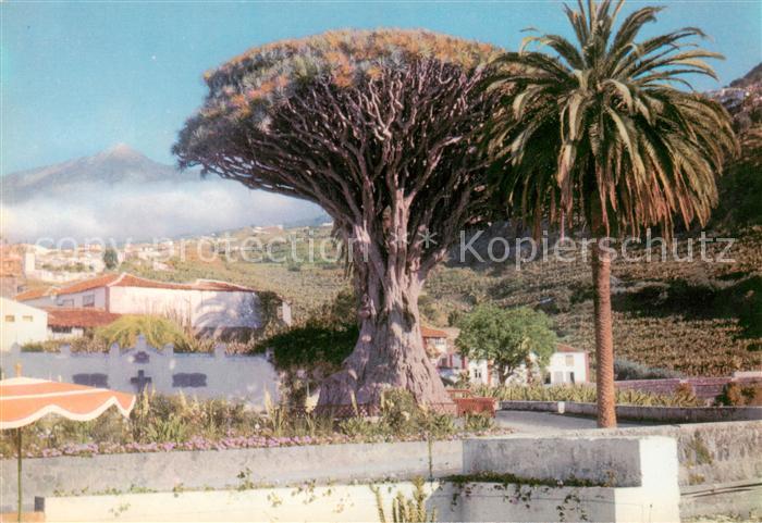 Tenerife Islas Canarias Spanien ES 1000jaehriger Drachenbaum von Icod