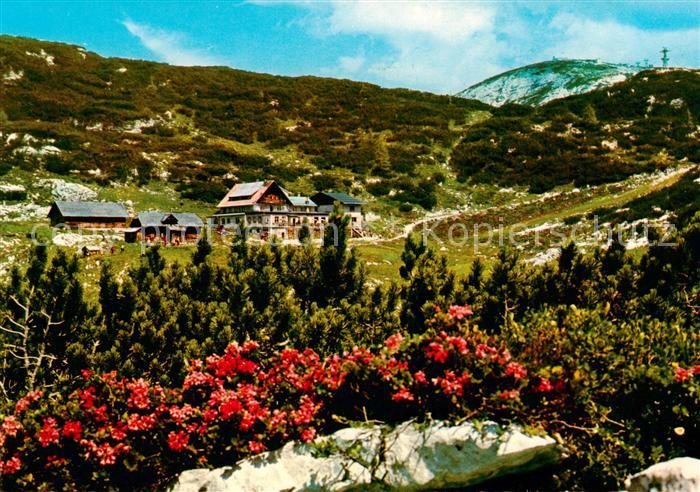 Obertraun AT Schilcherhaus Gjaidalm Alpenflora Dachsteingebirge