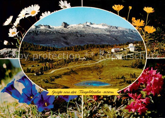 Tauplitzalm 1650m Dachstein AT Panorama Dachsteingebirge Alpenflora