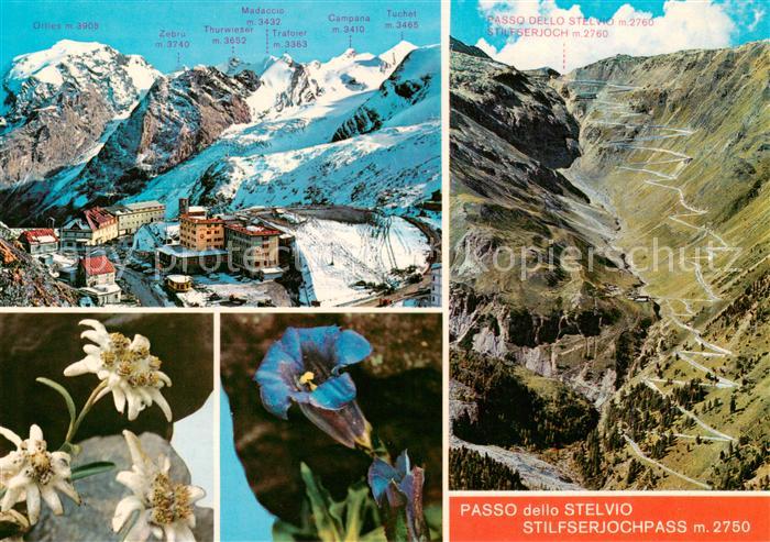 Stilfserjoch 2750m Passo dello Stelvio IT Gebirgspass Berghotels Alpenflora
