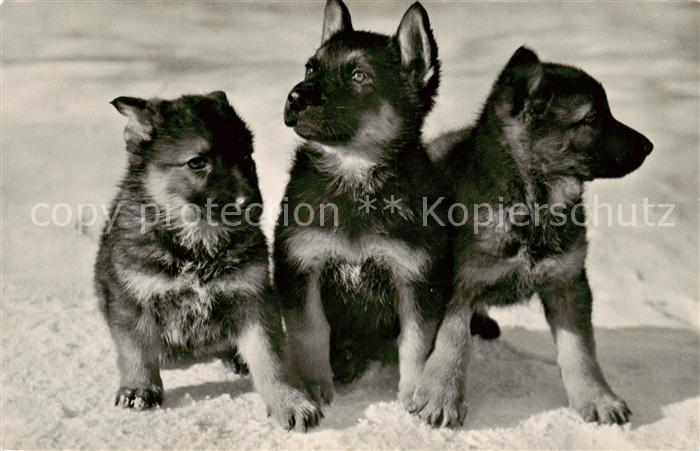 Verlag Gyger E. Adelboden Nr. Nr. 95002Drei Lausbuben