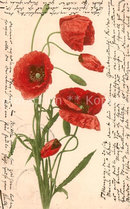 Blumen Mohnblume