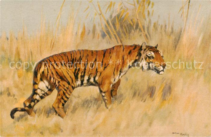 Tiger Tiere STZF Nr 121 Tigere