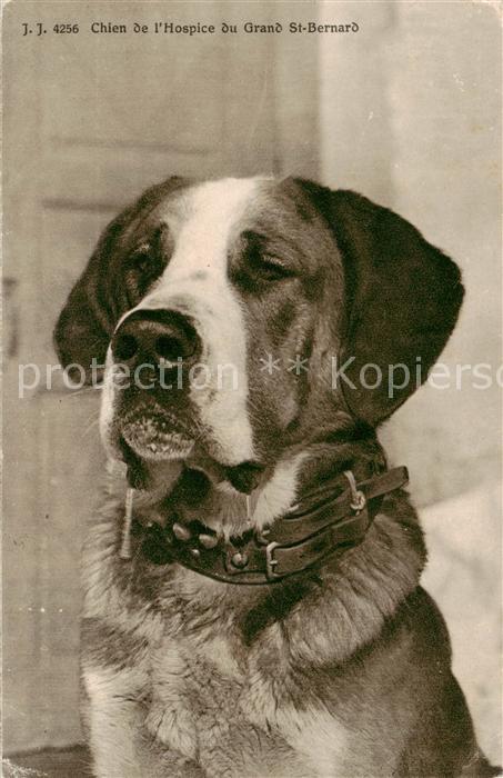 Hunde J.J. Nr.4256 Chien de L Hospice du Gran