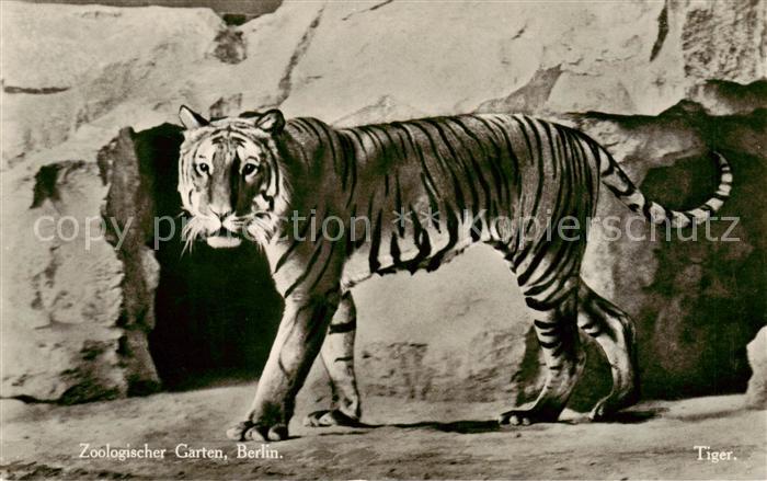 Tiger Tiere Zoologischer Garten Berlin