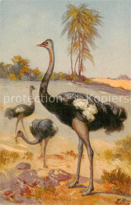Voegel Birds Oiseaux Uccelli Pajaros-- Strauss