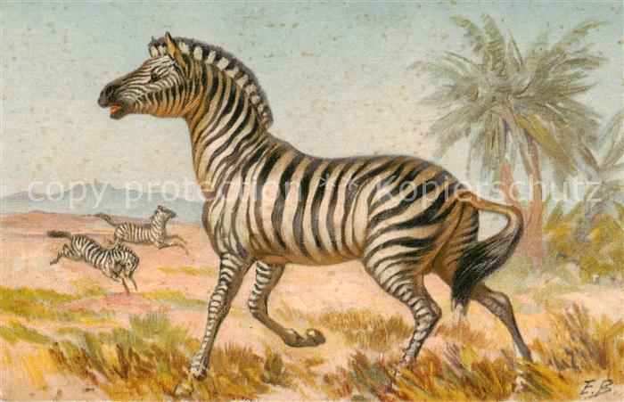 Zebra Zebras