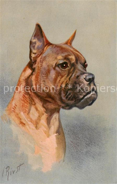 Hunde Boxer IRivst Nr. 101