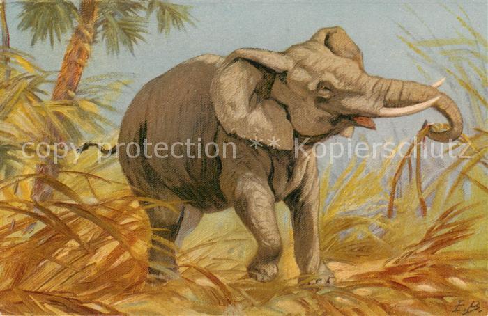 Elefant