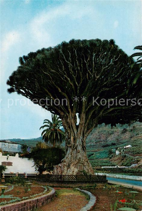 Baeume Trees Arbres Arboles Icod de los Vinos Tenerife Drago Milena