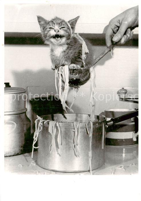Katzen Katze Nudeltopf
