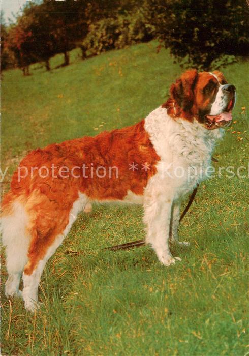 HUNDE dogs chiens-- Bernhardiner