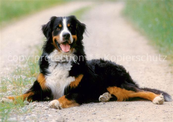 Hunde Berner Sennenhund