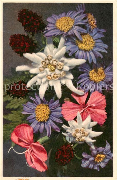 Blumen Flowers Fleurs Dianthus sylvester Aster alpinus