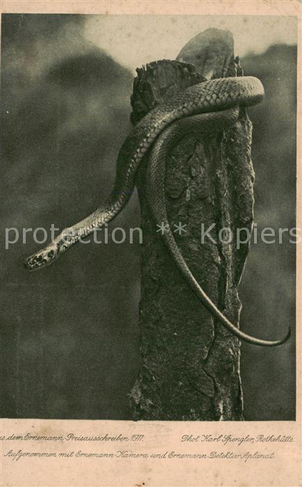 Schlangen Tiere Sammlung J.Thomas Sachrang/Obb