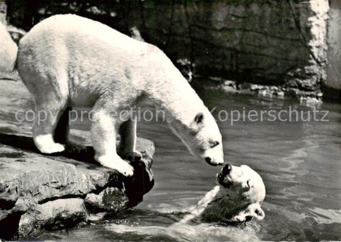 Eisbaer Icebear Ours Polaire Basel Zoologischer Garten