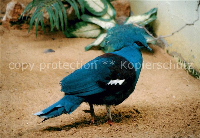 Voegel Birds Oiseaux Goura Couronne