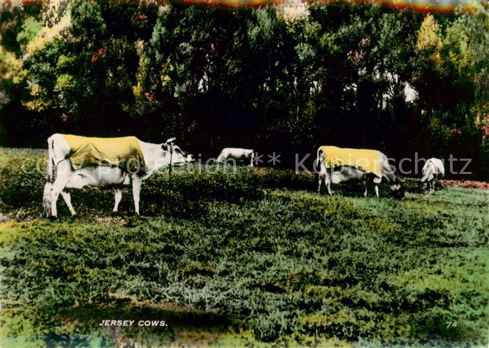 Landwirtschaft Jersey Cows Kuehe