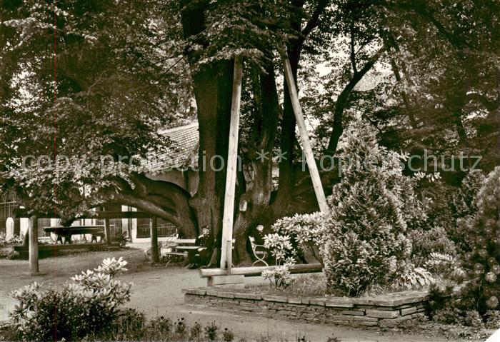 Annaberg -Buchholz Erzgebirge 500 Jahre alte Linde