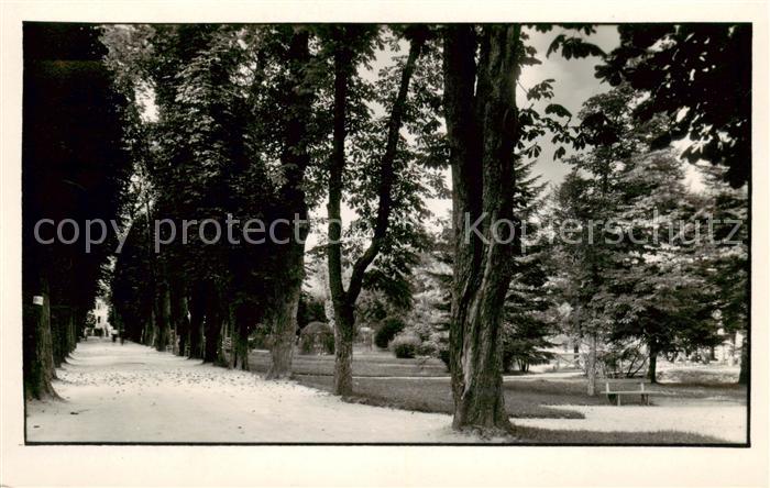 Dobrna Slovenia Baumallee