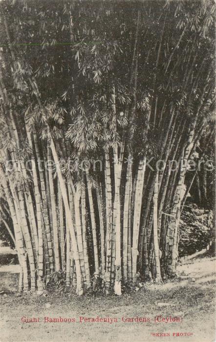 Ceylon  Sri Lanka Giant Bamboos Peradeniya Gardens
