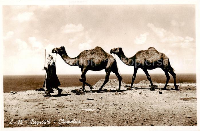 Beirut Cameleer