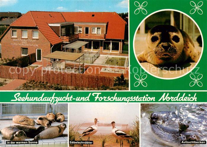 Norddeich  Norden Nordseebad Sehundaufzuchtstation Seehunde Saebelschnaebeler Au