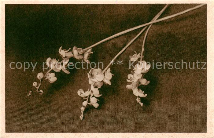 Borkum Nordseeheilbad Echtes Borkumer Pyrola