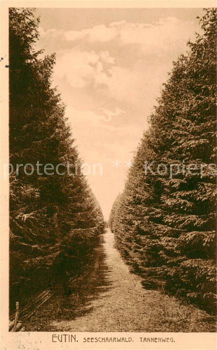 Eutin Schleswig-Holstein Seeschaarwald Tannenweg