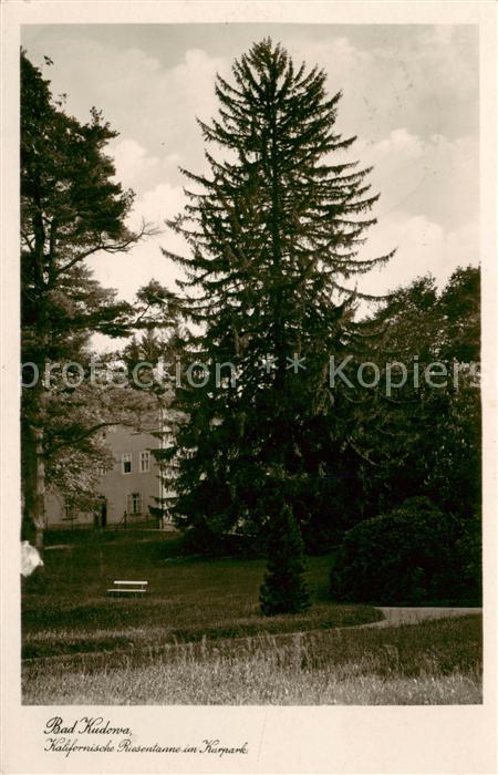 Bad Kudowa Kudowa-Zdroj Niederschlesien PL Kalifornische Riesentanne im Kurpark