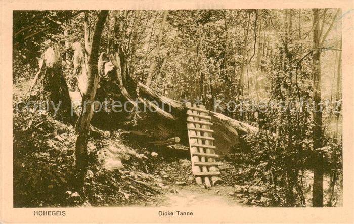 Hohegeiss Harz Dicke Tanne
