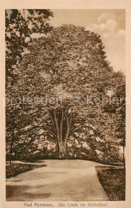 Bad Pyrmont Alte Linde im Schlosshof
