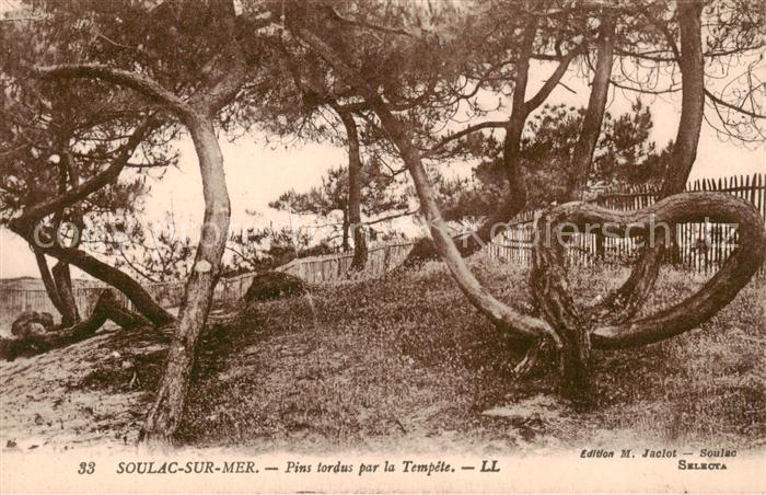 Soulac-sur-Mer Pins tordus par la Tempete