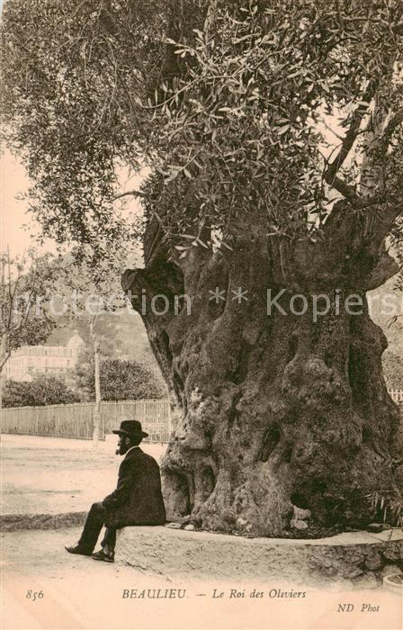 Beaulieu -sur-Mer 06 Alpes-Maritimes Le Roi des Oliviers