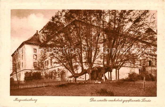 Augustusburg Uralte verkehrt gepflanzte Linde