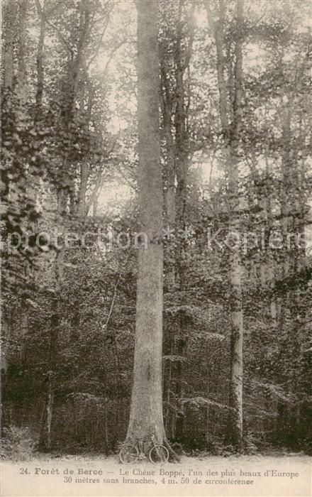 Foret-de-Berce Jupilles 72 Sarthe Le CheneBoppe l’un des plus beaux d_Eur