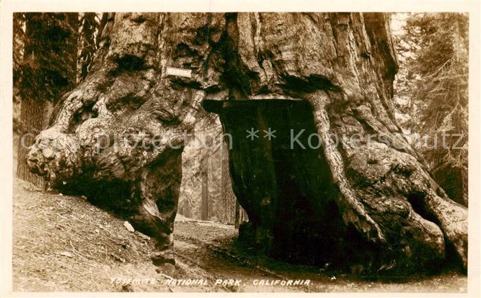 Yosemite-National Park California USA Wawoka Durchgang durch einen Baum