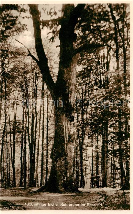 Rohrbrunn 1000jaehrige Eiche