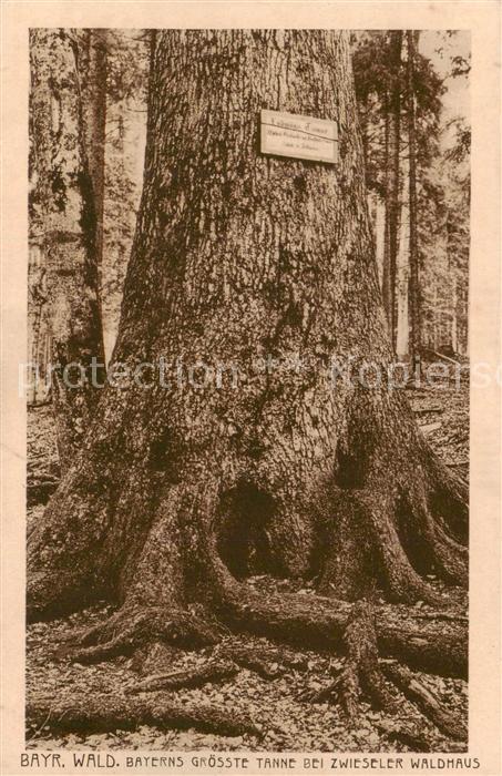 Baeume Trees Arbres Arboles Ludwigs Tanne Bayr. Wald Zwiseler Waldhaus