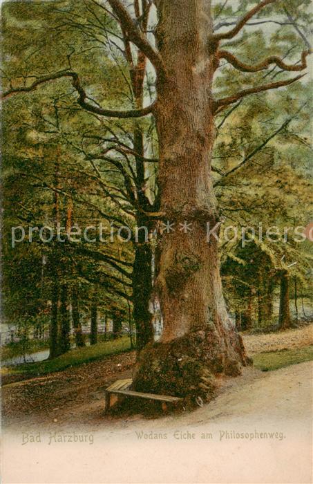 Baeume Trees Arbres Arboles Bad Herzburg Wodans Eiche am Philosophenweg