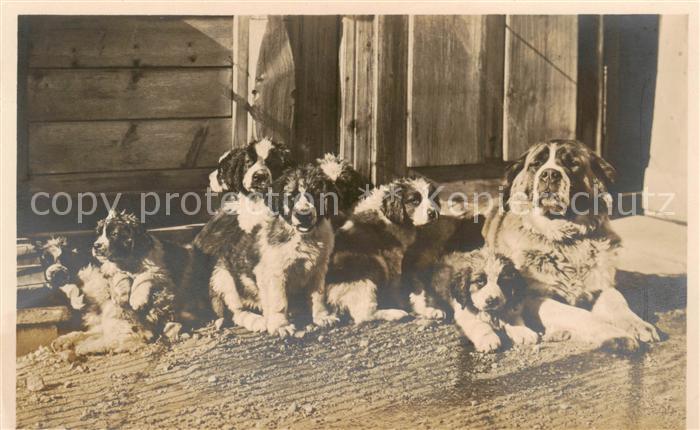 Bernhardiner J.Gaberell Nr.5616  Hunde