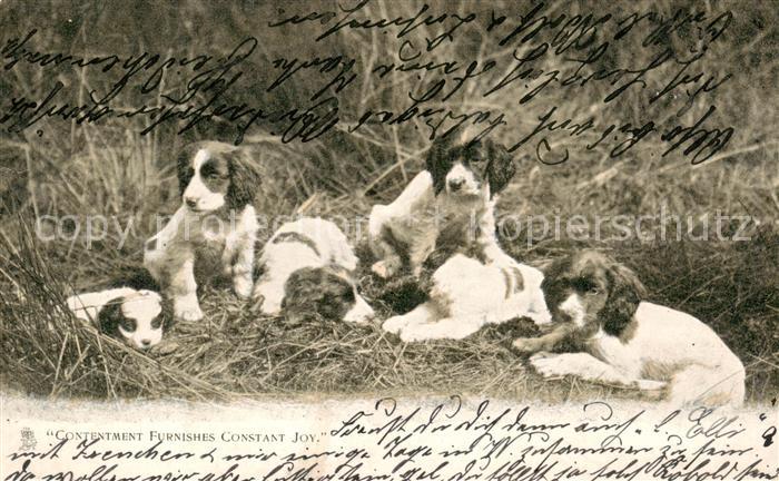 Hunde dogs chiens Contentment Furnishes Constant Joy