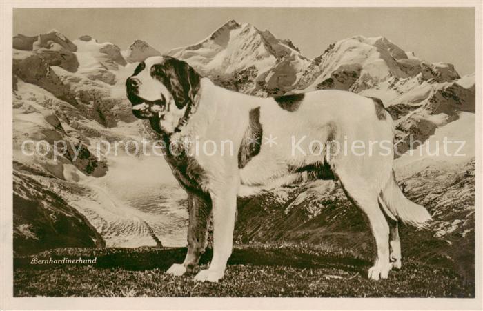 Bernhardiner Hunde dogs chiens Bernhardinerhund Berge